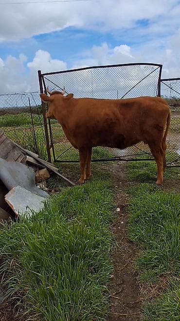 qaz balası satilir: Dişi, il: 4, Südlük, Ünvandan götürmə — 2