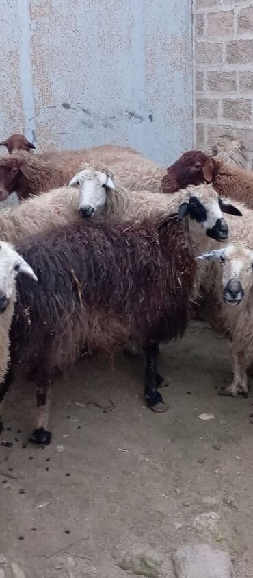 Куры: Salam ünvan Bakıin maştağa kendi obşi 10 baş qoçnu almış boğaz — 2