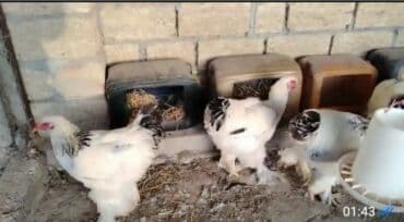 Heyvanlar üçün mallar: 8 aylıq brama xoruzlari satilir.Temiz qan heyvanlardi.Real alan elaqe — 2