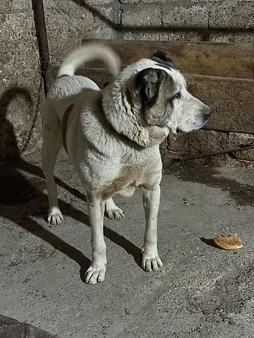 ev iti cinsleri: Alabay, Erkek — 5