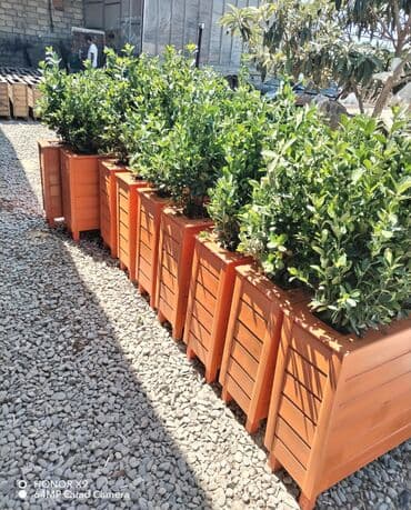 dibcek gullerin qiymeti: Taxta dibçək keyfiyyətli! ideal işçilik və gözəl görünüşlü dibçək — 3