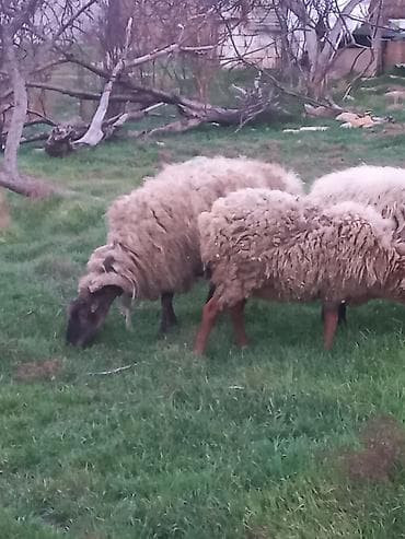 İtlər: Qoyunlar satılır 4dənədi hamsı cavan sağlam heyvanlardır hamsı — 9