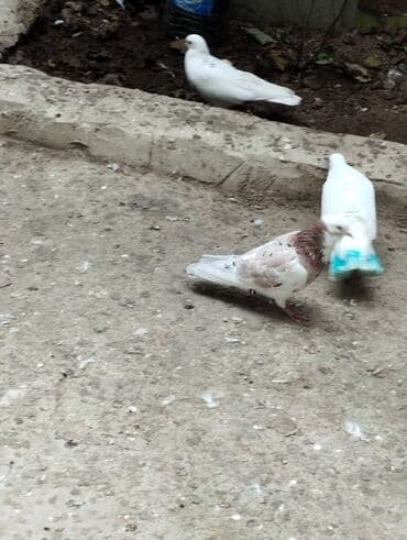 evde tisbaga saxlamaq olarmi: Məhdud sayda dekorativ göyərçinlər – Rəng çeşidi: ağ, ağ-göy naxışlı — 7