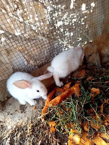 pekines satisi: Salam dovşanların hamsı satılır tam sağlam dılar heçbir xəsdəliyi — 1