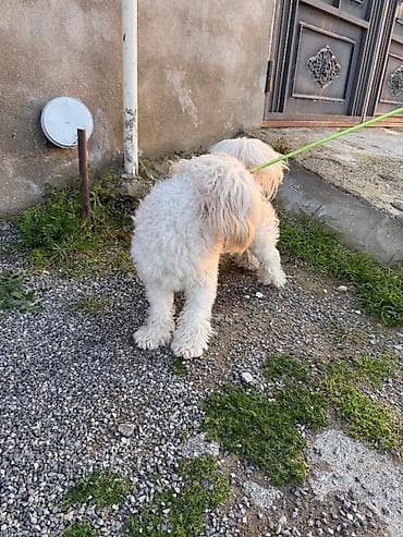 Heyvanlar: Bişon Frize — 3