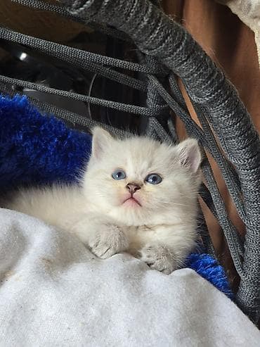 ragdoll pişik: Dişi, Erkək, Yaxşı əllərə, Ödənişli çatdırılma, Ünvandan götürmə — 2