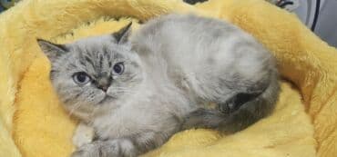 русская голубая кошка баку: Fars — 1