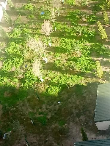 Baglarin temizlenmesi agaclarin ehenglenmesi torpağn bellenmesi otun — 1