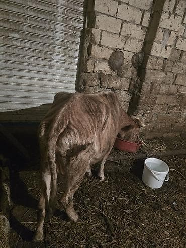 ətlik inək cinsləri: Mal-qara – cins buzağı/yağlılıqda dana - Növ: iri buynuzlu heyvan — 5