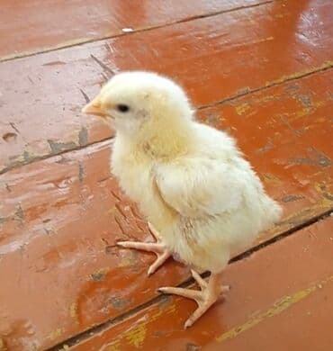 liqorin toyuq: Toyuq cücələri, Ətlik, Ünvandan götürmə — 3