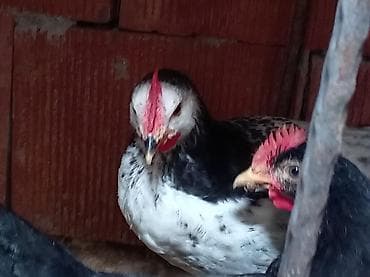 kend colpalari: Toyuq, Damazlıq, Ünvandan götürmə — 4