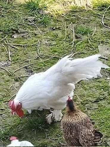 kend toyugu: Ağ rəngli, lələkli,altı barmaq cins, çox xırda yaponka xoruz satılır — 1