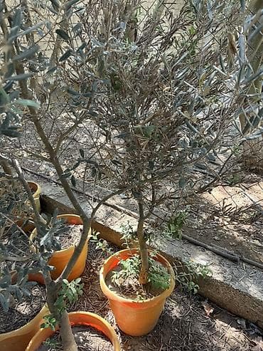 yağlar: Zeytun ağacı (Olea europaea) – qablarda - Növbənöv zeytun fidanları — 2