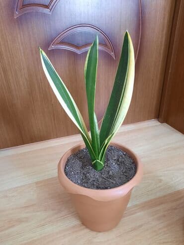 toxuma guller: Sansevieria gülü — 2