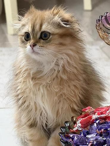 Britan, Dişi, Ödənişli çatdırılma