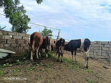 at satilir: Satılır: cinsli buzovlar Məhsul təsviri: - Şəkillərdə olan müxtəlif — 9