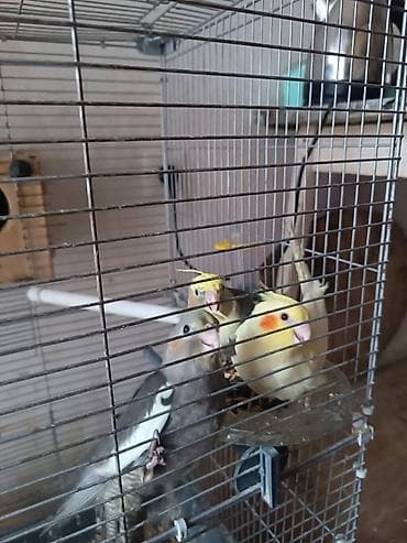 5 ədəd korella 2si 6 ayliqdi 3-ü 3 ayliqdi saqlam quslardi zoo maqazin — 1