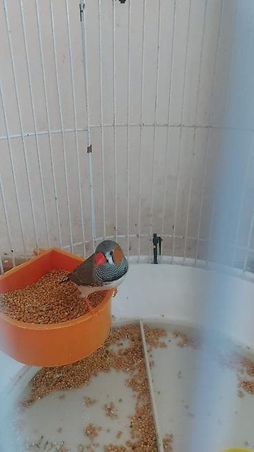 Amadin 1 yasi var erkeydi Zebr ispinozu (Taeniopygia guttata) -