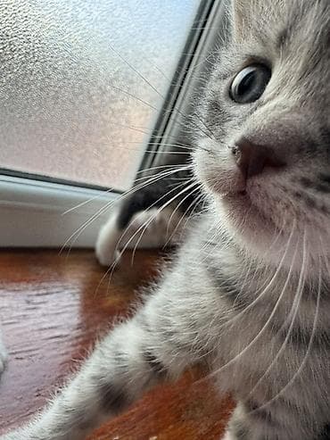 pisiy qumu: Yaxşı əllərə — 1