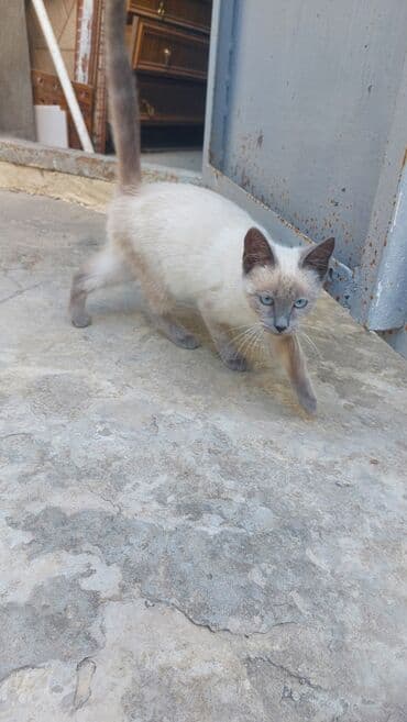 сиамская вислоухая кошка цена: Siam, Yaxşı əllərə — 4