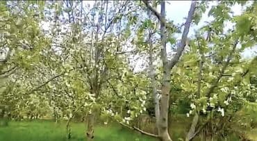 sulutəpə çiçək qəsəbəsi: Göygöl, Çaylı kəndində yerləşən 12 sot torpaq sahəsi. Sənəddə 10 sot — 3