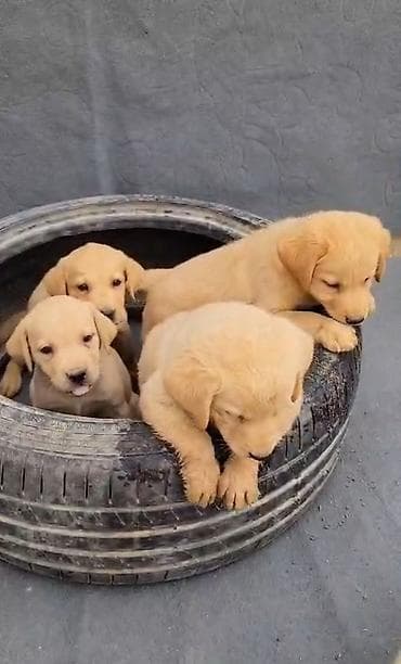 labrador satisi: Labrador-retriver, 2 ay, Peyvəndli, Ünvandan götürmə — 6