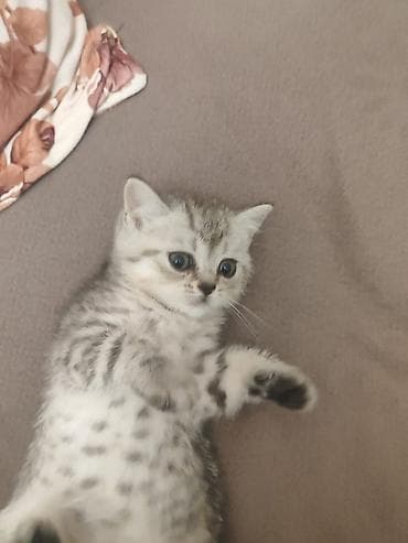 pişik qara: Britan — 2