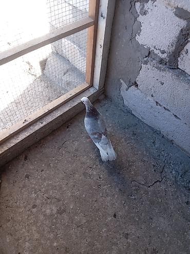 Heyvanlar: Erkeydir tutulma qusdur unvan Neftçala rayonu tel 0555984356 — 2