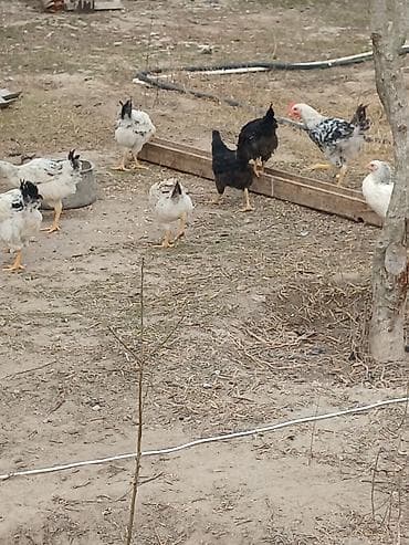 keci seki: Toyuq, Ətlik — 5