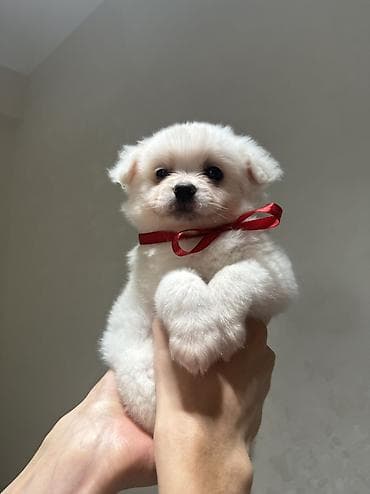 çoban iti balasi: Şpitz, 2 ay, Erkek, Pulsuz çatdırılma — 1