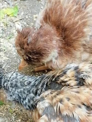 cücə yemi: Toyuq cücələri, Damazlıq — 4