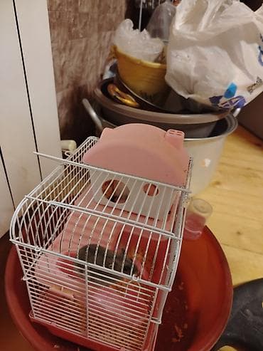 1 ana 5 bala satiıir Qefesle birlikde tecili lalafo.az -da 1 ana 5 bala satiıir Qefesle birlikde tecili
