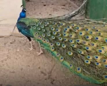 qaşqaldaq quşu: Məhsul: Satilir!! Göy tovuz quşu bir cut disi ve erkek qara qened — 1