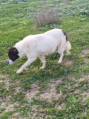 saanen kecilerinin satisi: Gözləri təzə açılıb çoban iti balalarıdı atasıda anasıda şəkildəkidi — 5