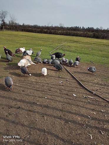 pişik qovan aparat: Salam seyzar firəng quşunun tam mayali yumurtasi satiram qiyməti biri — 5