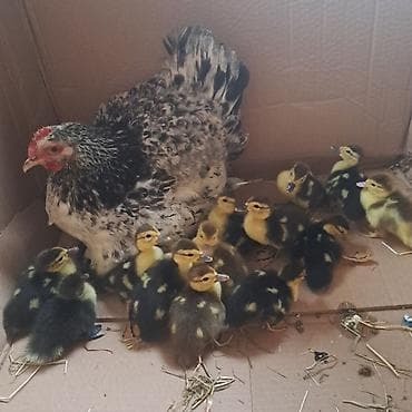 tutuquşu satışı az: Lal ordek balalari satlir isteyen yazsin unvan xacmaz — 1