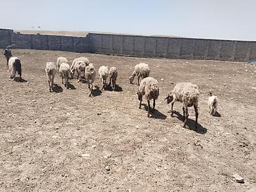 tibet tea: Salam tam saglam 13 bas heyvandir isdeyen elaqe saxlasin — 5