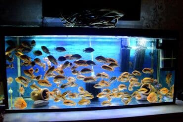 продажа аквариумных рыбок: Цихлид — 15