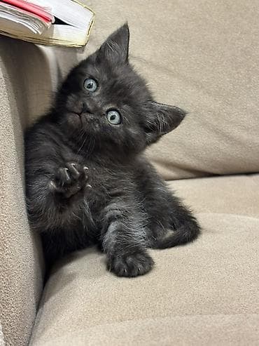 siyam pisik: Dişi — 2