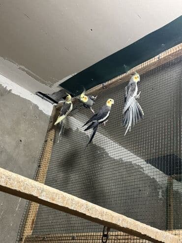 Karellalar satilir qiymet 1 denesi 50 manat 055 555 50 48 lalafo.az -da Karellalar satilir qiymet 1 denesi 50 manat 055 555 50 48