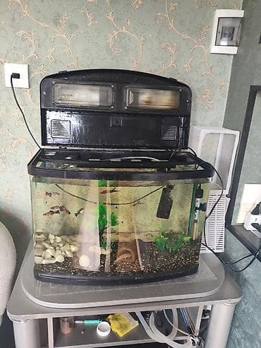İtlər: 72 litr akvaryum tək bos akvaryum satilir tam oval 60 uzunluqu,30 — 2