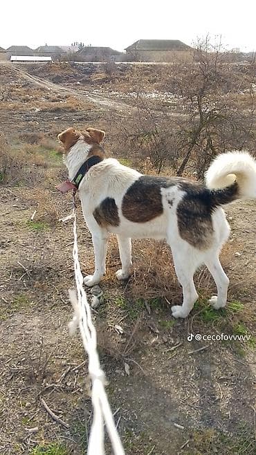 ucuz inek: BƏRK BOĞUŞAN İTDİ CİNS COBAN İTİ ERKEK BOYU 78 80 KİLO 6 — 1