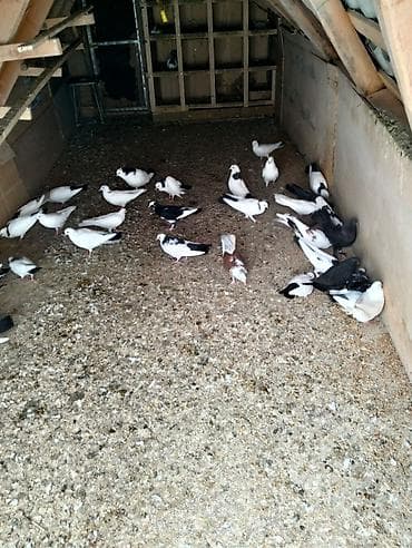 göyərçin üzükləri: GÖYERÇİNƏRİN 10DƏNƏSİ SATLIR RAZILAŞMAYNAN Təsvir: - Şəkildə görünən — 1