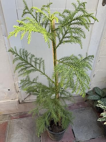 aloe vera satışı: Araucarea ağacı. Qapalı məkan üçün. Hündürlük 1metr. Qiymət 30azn — 4