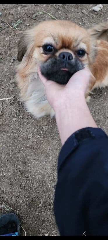 sabuncu it bazari harda yerlesir: Pekines, 1 il, Dişi, Peyvəndli, Ünvandan götürmə — 5