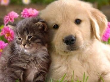 tutu quşu: Baytar hakim.Ev heyvanlari(it,pisik,quslar) — 2