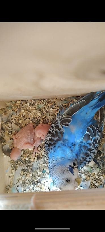 bala afçarka: ​🦜 SAĞLAM VƏ BAXIMLI TUTUQUŞULAR SATILIR! ​Ev şəraitində böyüdülmüş — 4