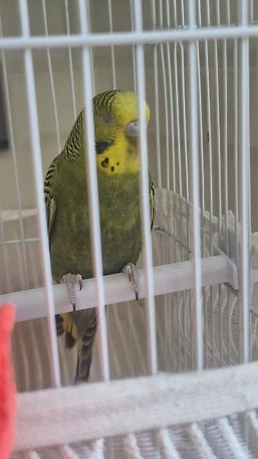 Papuqay 7 ayliq Qəfəs daxil - 2 yen 1 su qabi lalafo.az -da Papuqay 7 ayliq Qəfəs daxil - 2 yen 1 su qabi