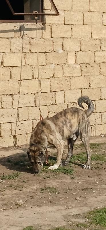 Digər heyvanlar: Qurdbasar, 2 il, Erkek — 8