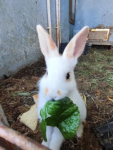 pomeranian spitz satilir: Ağ-sarı, qəhvəyi dekorativ dovşan, ətraflı məlumat üçün zəng və ya — 4
